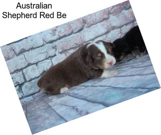 Australian Shepherd Red Be