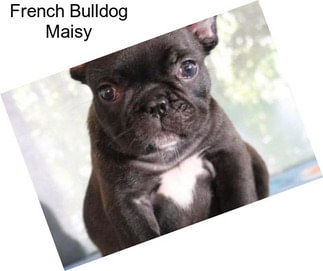 French Bulldog Maisy