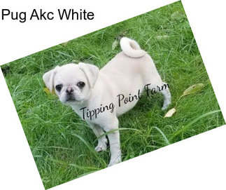 Pug Akc White