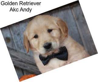 Golden Retriever Akc Andy