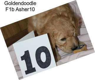 Goldendoodle F1b Asher10