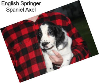 English Springer Spaniel Axel