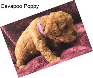 Cavapoo Poppy