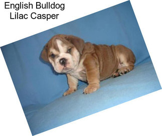 English Bulldog Lilac Casper