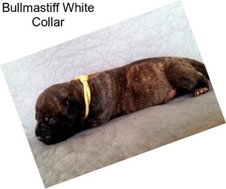 Bullmastiff White Collar