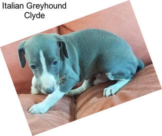 Italian Greyhound Clyde