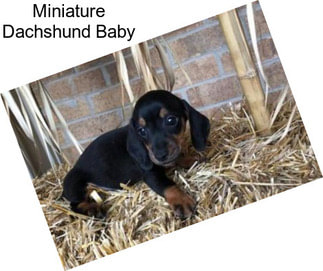 Miniature Dachshund Baby