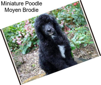 Miniature Poodle Moyen Brodie