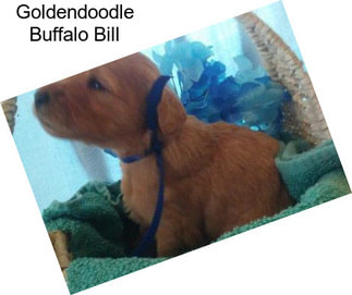 Goldendoodle Buffalo Bill