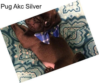 Pug Akc Silver