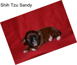 Shih Tzu Sandy