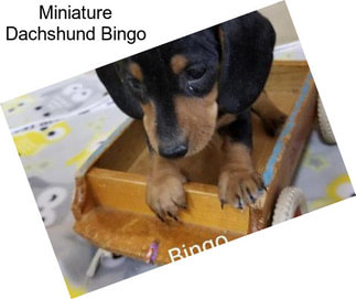 Miniature Dachshund Bingo