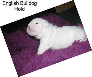 English Bulldog Hold