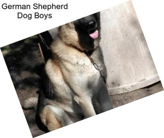 German Shepherd Dog Boys