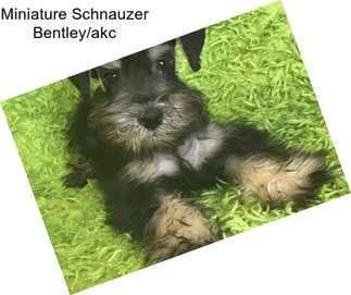 Miniature Schnauzer Bentley/akc