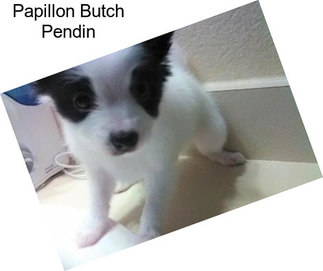 Papillon Butch Pendin