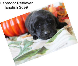 Labrador Retriever English Sde9