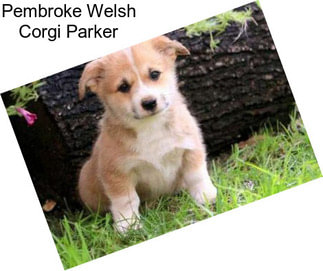 Pembroke Welsh Corgi Parker