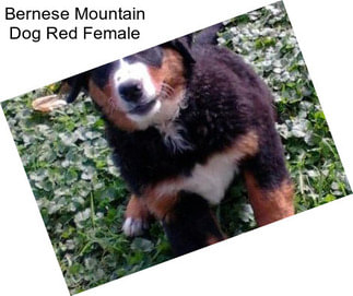 Bernese Mountain Dog Red Female