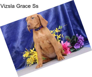 Vizsla Grace Ss