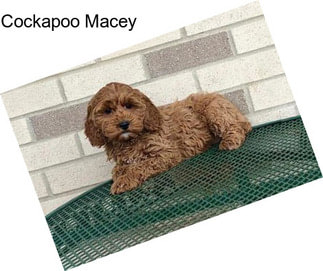 Cockapoo Macey