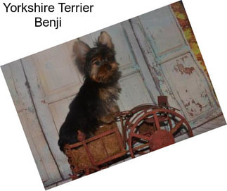 Yorkshire Terrier Benji