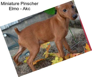 Miniature Pinscher Elmo - Akc