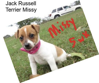 Jack Russell Terrier Missy