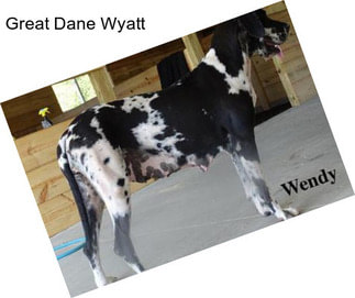 Great Dane Wyatt