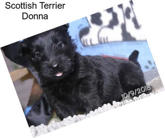 Scottish Terrier Donna