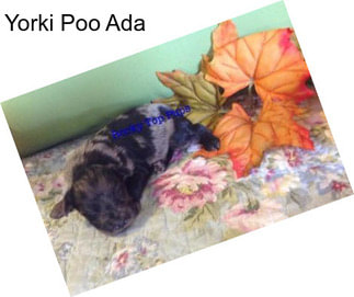 Yorki Poo Ada