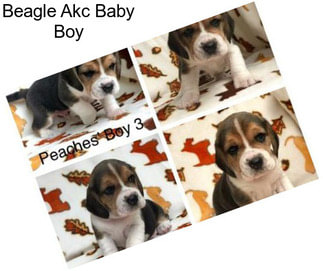 Beagle Akc Baby Boy