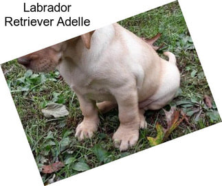 Labrador Retriever Adelle