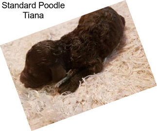 Standard Poodle Tiana