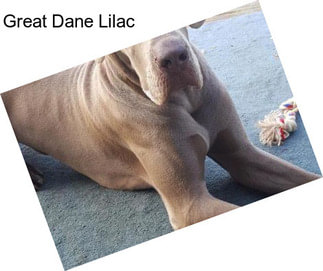 Great Dane Lilac