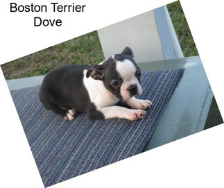 Boston Terrier Dove