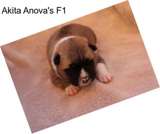 Akita Anova\'s F1