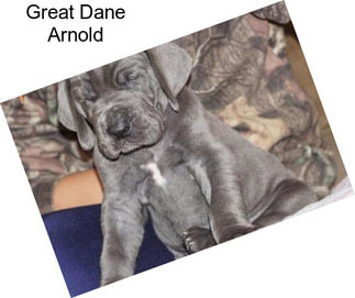 Great Dane Arnold