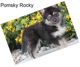 Pomsky Rocky