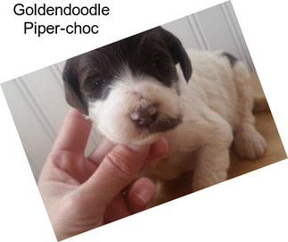 Goldendoodle Piper-choc