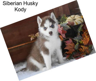 Siberian Husky Kody