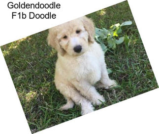 Goldendoodle F1b Doodle