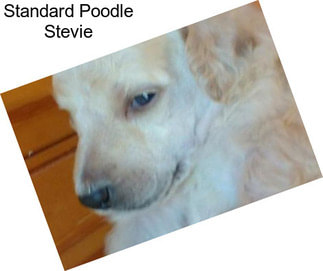 Standard Poodle Stevie