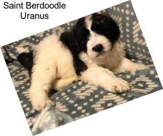 Saint Berdoodle Uranus