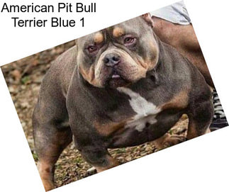 American Pit Bull Terrier Blue 1