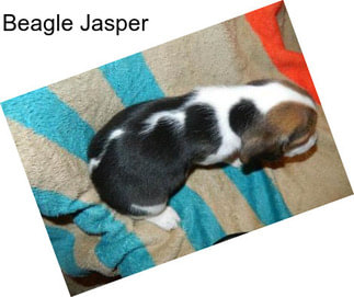 Beagle Jasper