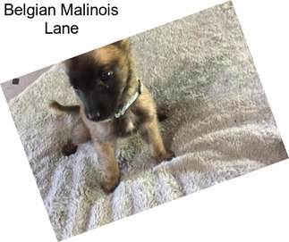 Belgian Malinois Lane