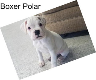 Boxer Polar