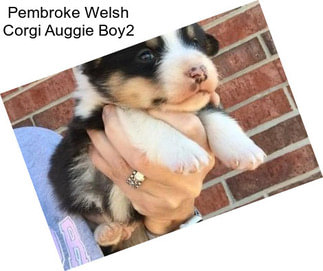 Pembroke Welsh Corgi Auggie Boy2