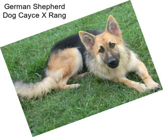 German Shepherd Dog Cayce X Rang